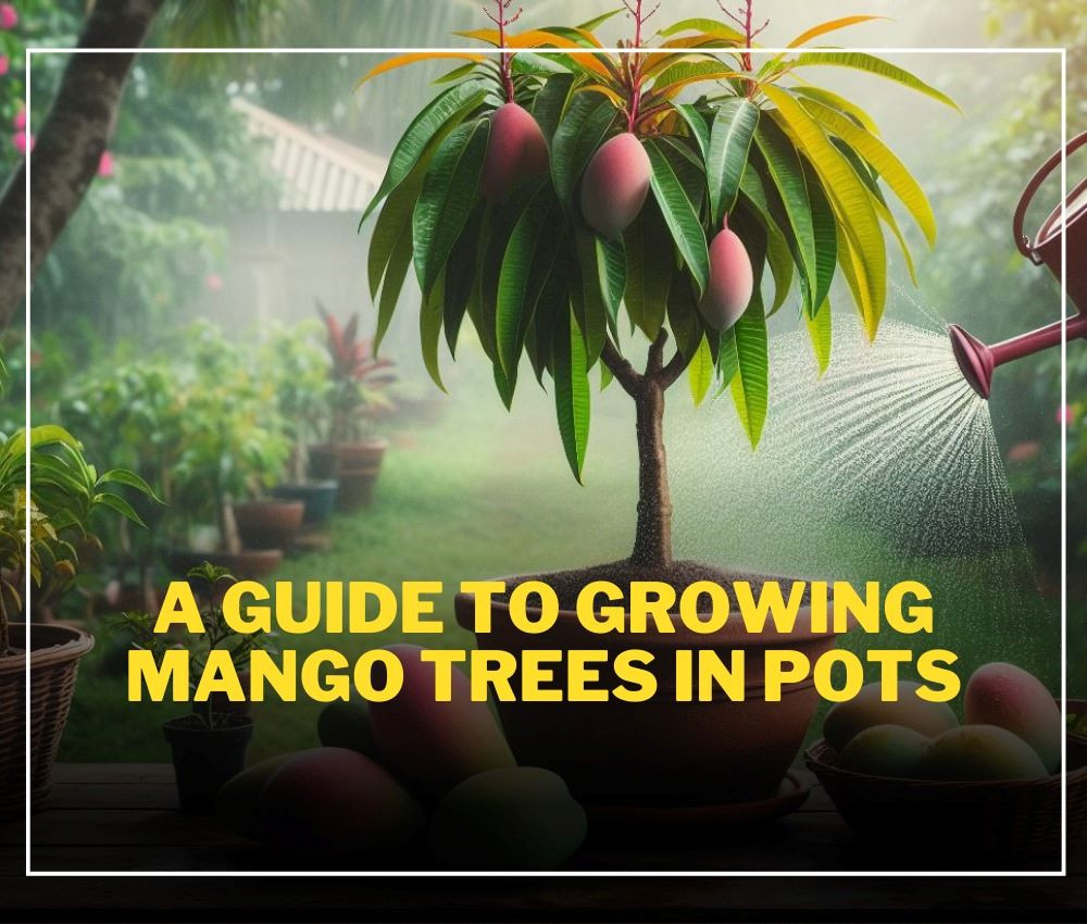A Guide to Growing Mango Trees in Pots
